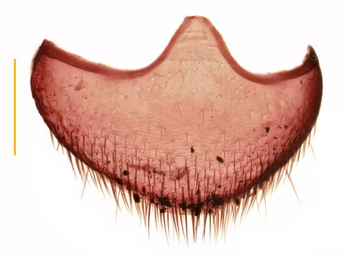 Réf. 359 822 : Anemadus acicularis